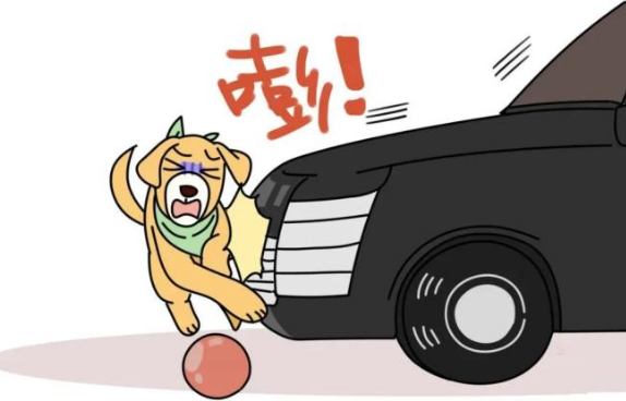 宠物狗撞“伤”小轿车！这案怎么判？