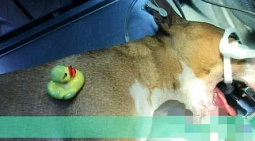狗狗不断恶心呕吐，女人赶忙送到医院，查验后女人猛然傻眼了
