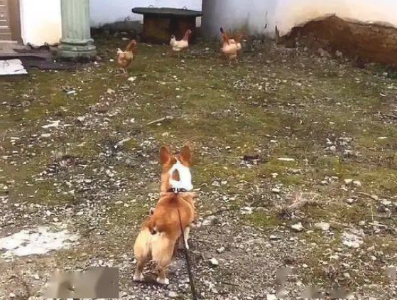 牧牛犬柯基回农村后，被鸡鸭捉弄了