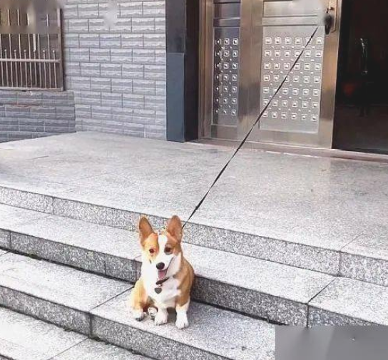 牧牛犬柯基回农村后，被鸡鸭捉弄了