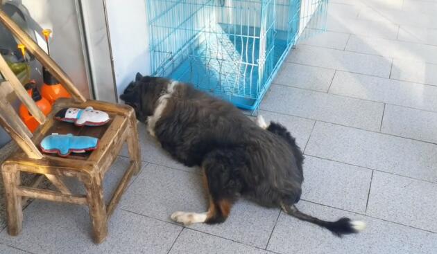 疑似退役警犬的老边牧，因未得到妥善照顾而严重缺钙，获救时已十分落魄
