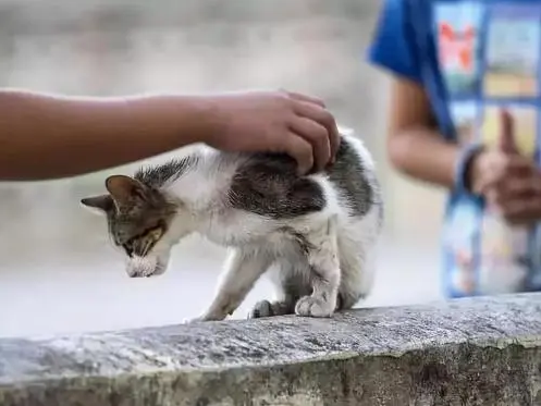 猫热天容易咬人 | 当心!狗猫盛夏狂躁易伤人!
