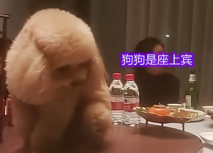 给狗狗庆生？巨型贵宾犬坐在饭桌中间吃菜，一大家子人陪着胡闹