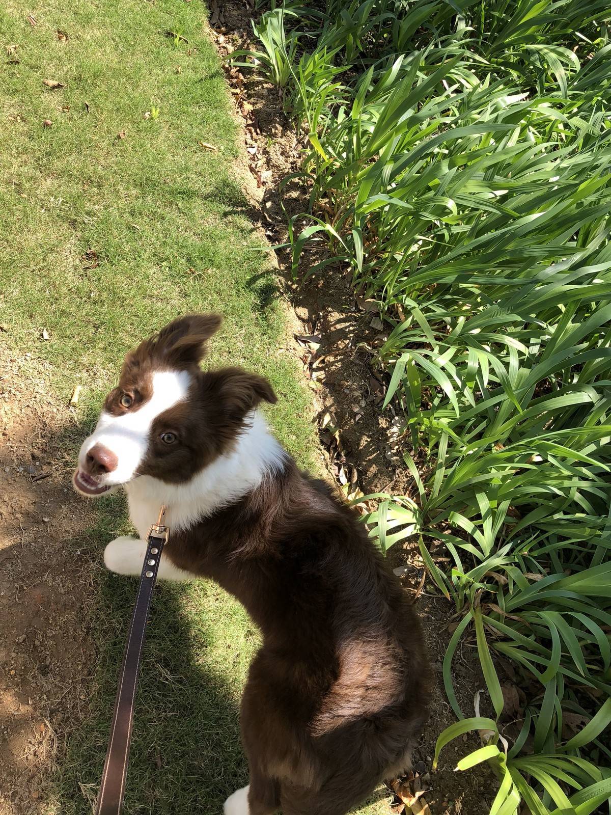 边境牧羊犬（Border Collie）原产于苏格兰边境