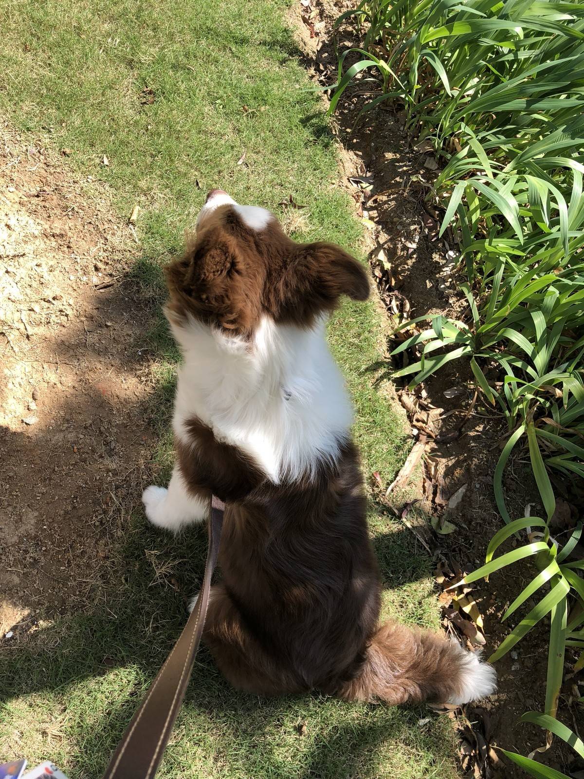 边境牧羊犬（Border Collie）原产于苏格兰边境