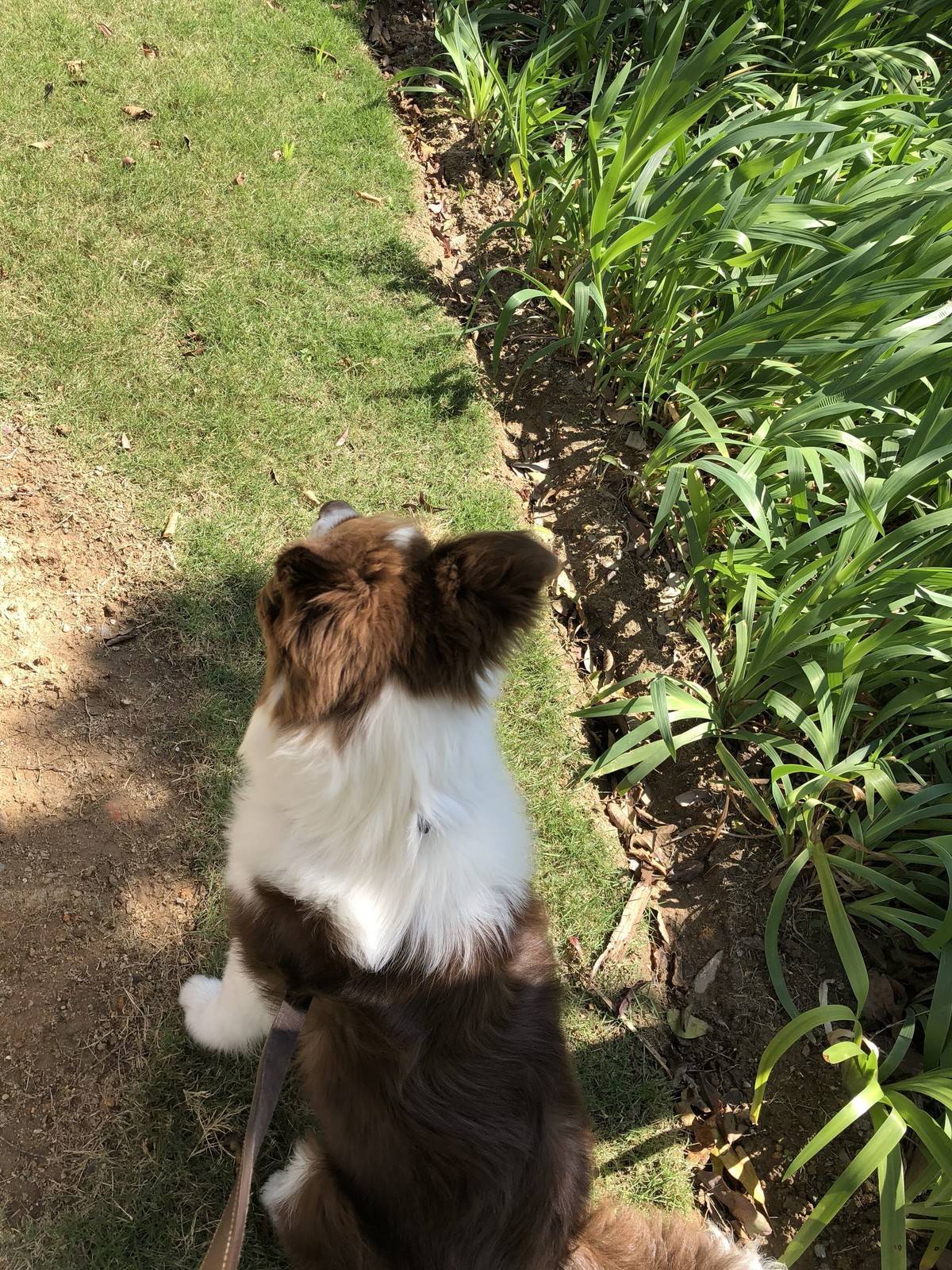 边境牧羊犬（Border Collie）原产于苏格兰边境