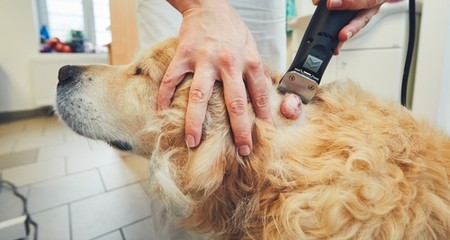 狗狗身上的肿块：什么情况下需要关注
