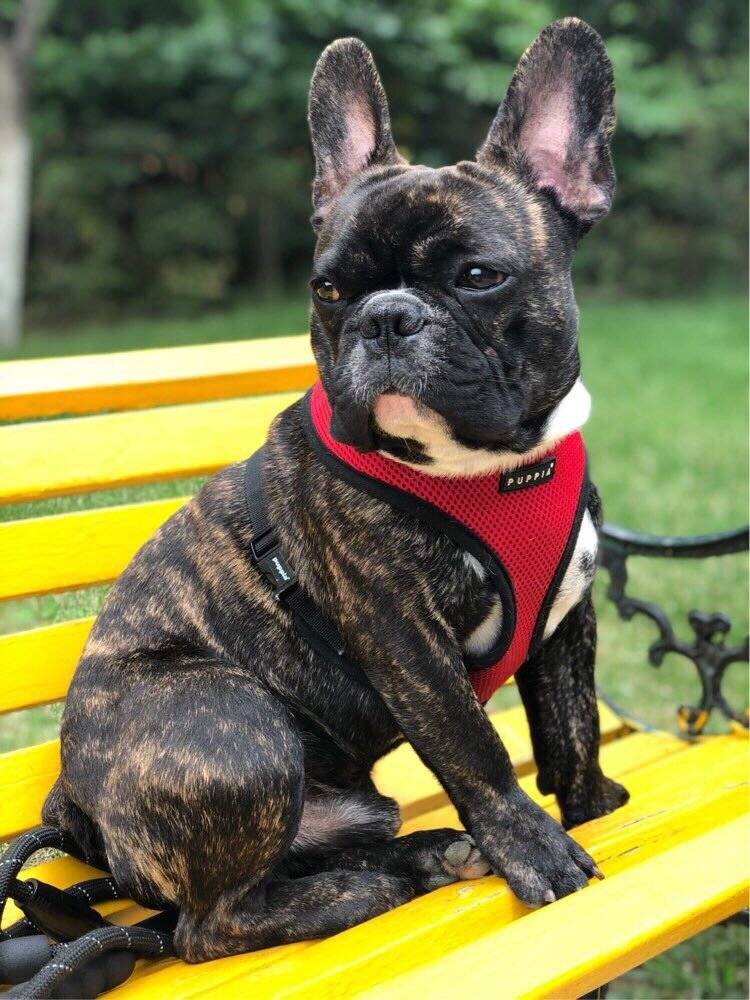 帅1帅的法国斗牛犬