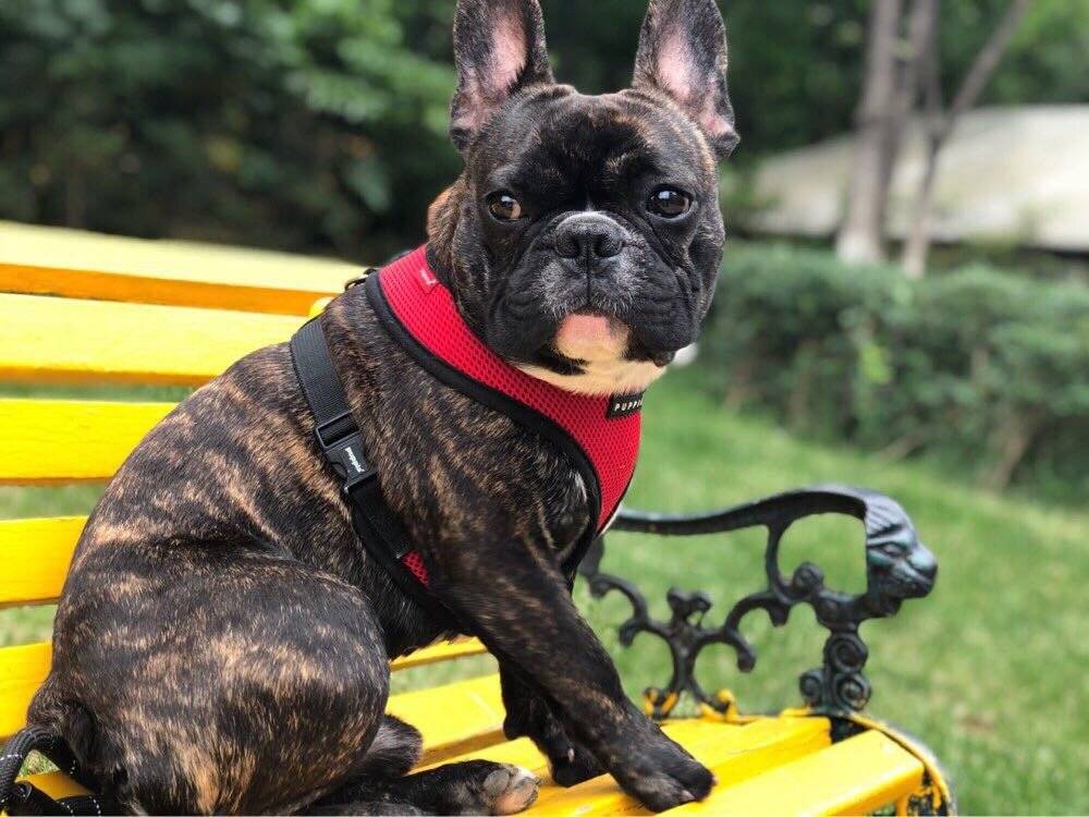 帅1帅的法国斗牛犬