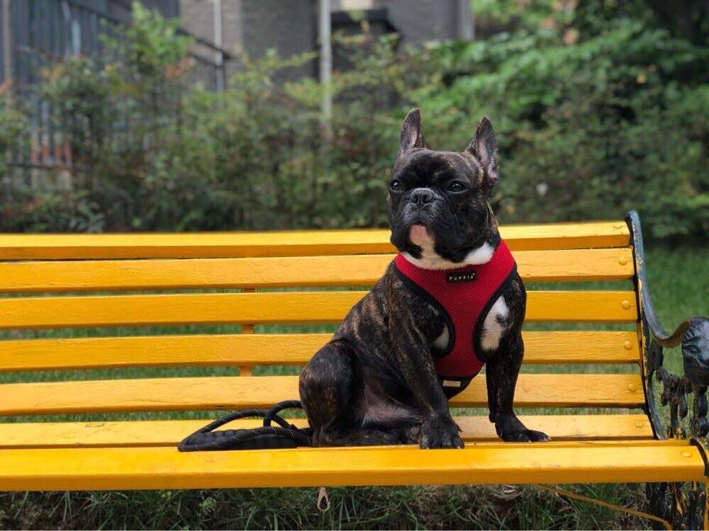 帅1帅的法国斗牛犬