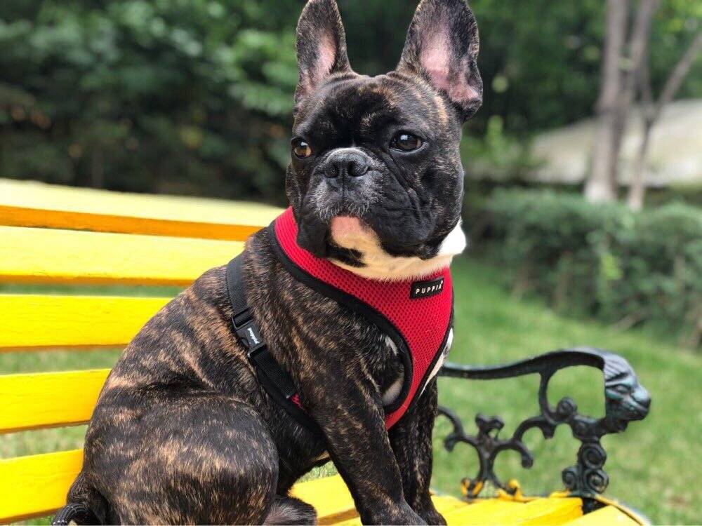 帅1帅的法国斗牛犬