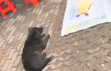 街头套陷阱了条小黑狗，狗狗那时候就蒙了：“我它汪的有家了？”