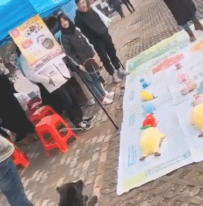 街头套陷阱了条小黑狗，狗狗那时候就蒙了：“我它汪的有家了？”