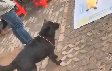 街头套陷阱了条小黑狗，狗狗那时候就蒙了：“我它汪的有家了？”