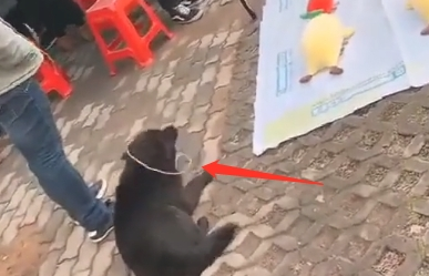 街头套陷阱了条小黑狗，狗狗那时候就蒙了：“我它汪的有家了？”