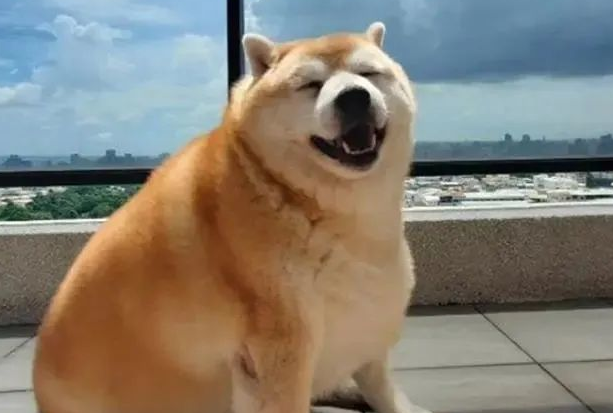 柴犬长出“海豹身型”，主人讲出它的胃口后，却让大伙儿觉得惊讶