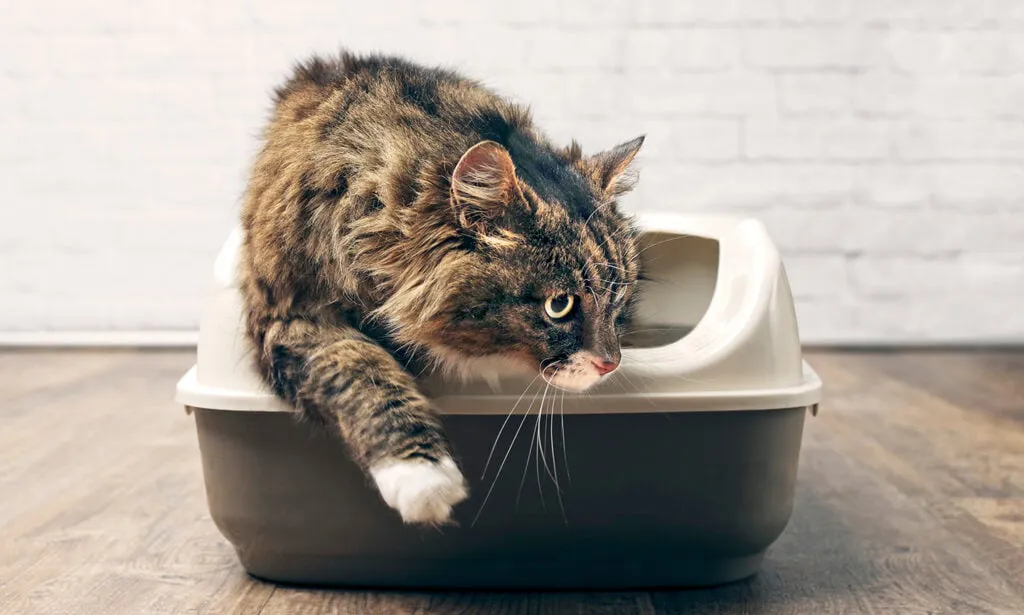 猫咪便秘怎么办?7 种猫泻药详解及选择指南