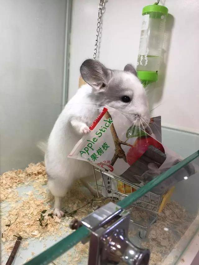 龙猫是少见的性格特别温顺的小动物，孕妇老人孩子都可以放心安全饲养
