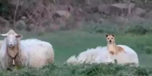 牧羊犬骑在羊身上巡视，这不是“皮皮羊，走！”