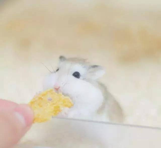 吃东西也要卖个萌，颜即正义