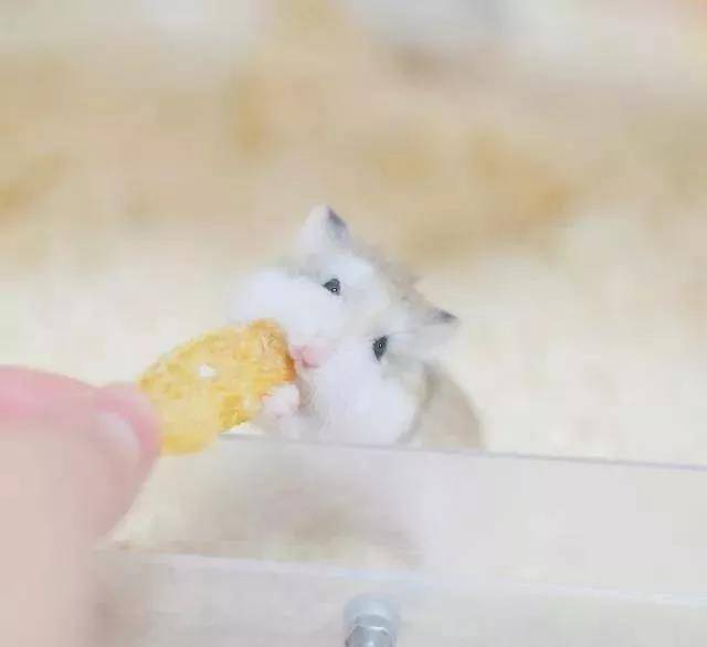 吃东西也要卖个萌，颜即正义