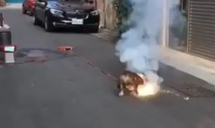 狗狗踩已经点燃的爆竹,狗狗:谁跟我抢跟谁急!