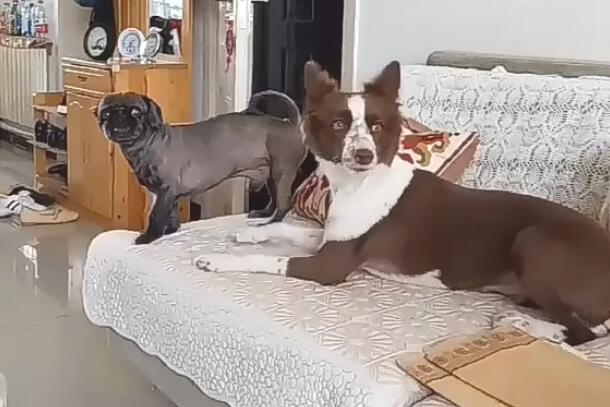 狗狗趁主人不留意，一把将斗牛犬推下布艺沙发