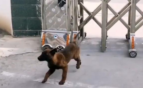 流浪马犬二闯特警队，赖上警察叔叔，一心想成为警犬