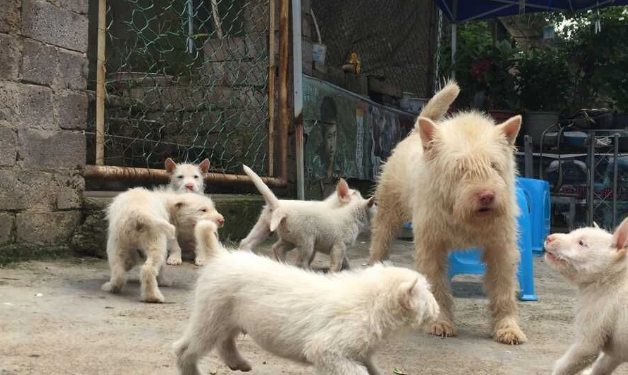 这4种猛犬,被称为“野猪的克星”,其中一种来自中国