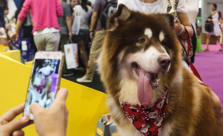 人和宠物犬猫之间的爱，不要因为疾病而消失