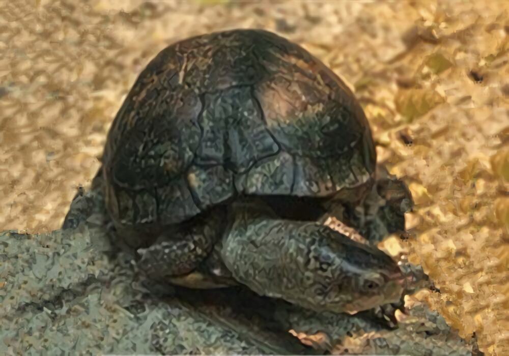 沼泽箱龟身份信息