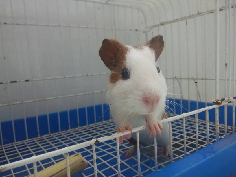 荷兰猪小弟弟