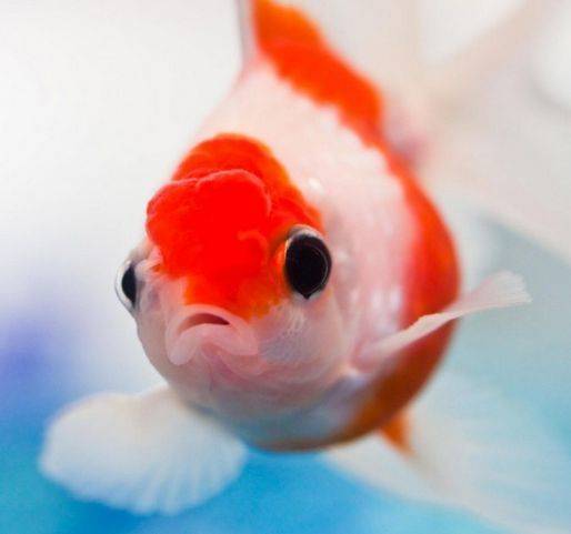 鹅头红金鱼
