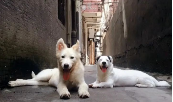 爱犬意外走失，主人天天寻找，23天后竟在狗肉馆发现了它