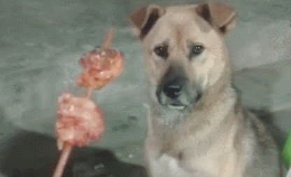 田园犬爱吃火锅串串，妈妈不点头，狗狗只有闻着淌口水！