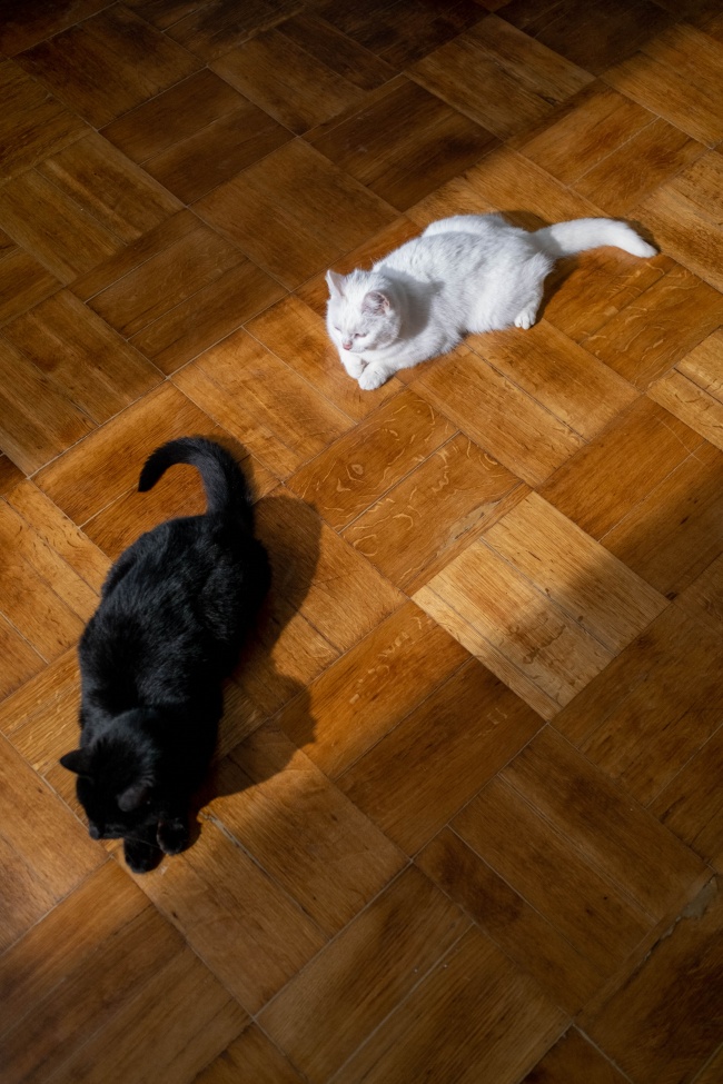 黑猫和白猫图片