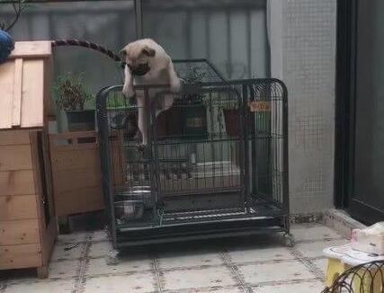 小狗狗被打扮成公主,乖乖躺在萌窝里,心已经被狗萌化!