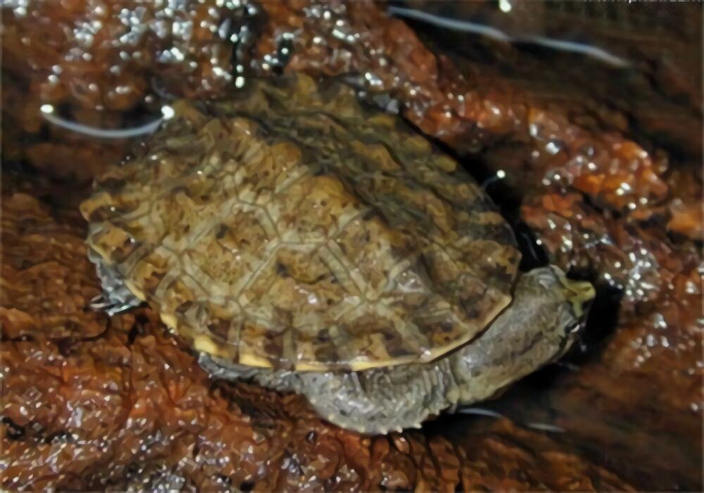南美蛇颈龟身份信息