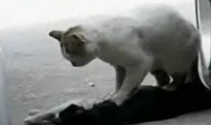 流浪猫抢救同伴一小时 猫咪哭泣的场景让人心碎