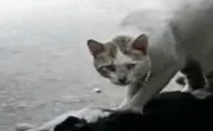 流浪猫抢救同伴一小时 猫咪哭泣的场景让人心碎