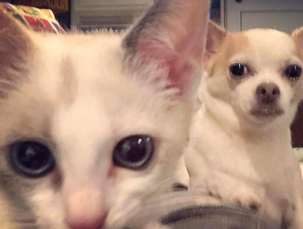 女孩路遇一只受伤小猫,本不打算收养,却又因小猫而收养了一只狗