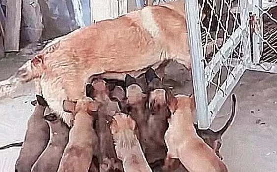 狗狗怀孕期间，主人想卖出挣钱，結果比较严重超生户，喂母乳界面很心痛