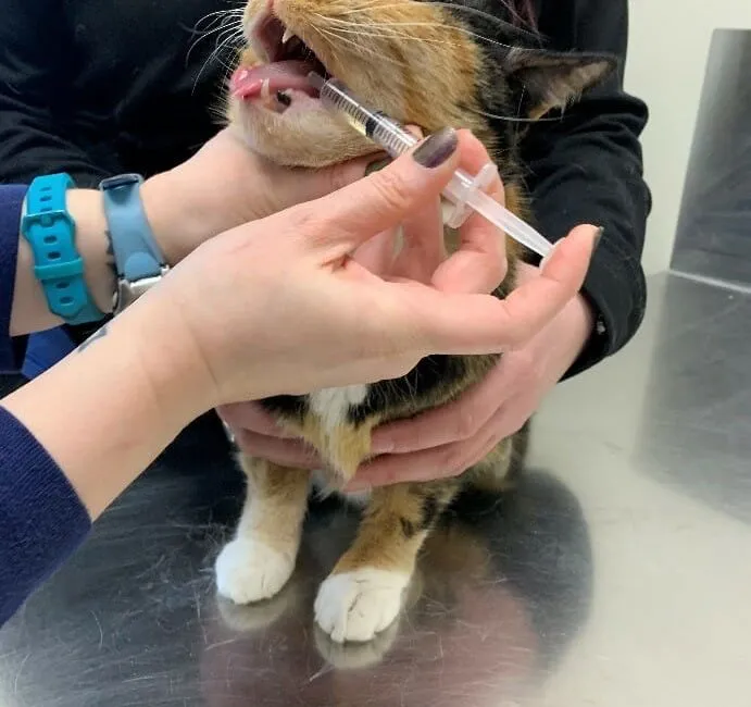 如何轻松给猫咪喂药?步骤详解与常见误区