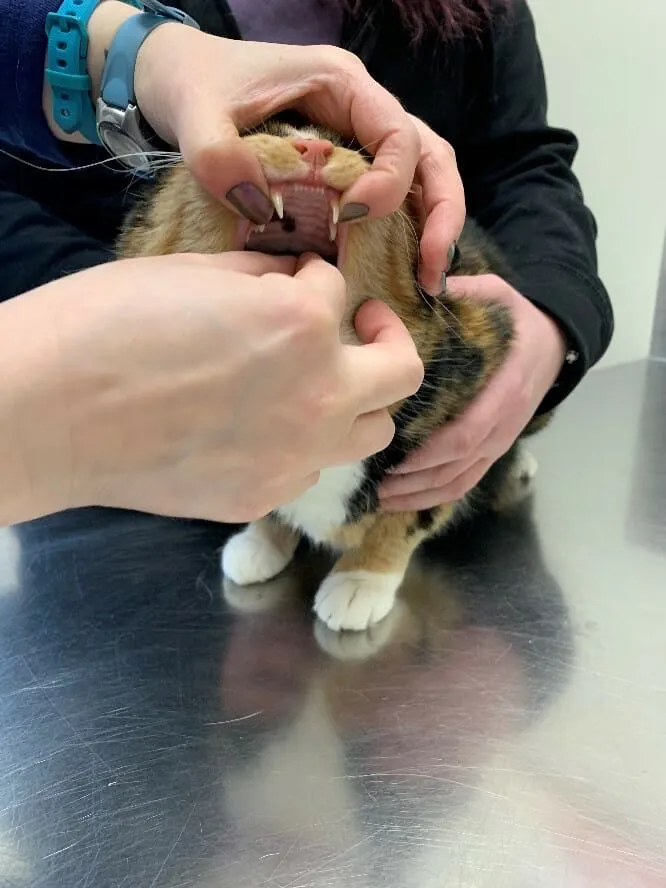 如何轻松给猫咪喂药?步骤详解与常见误区