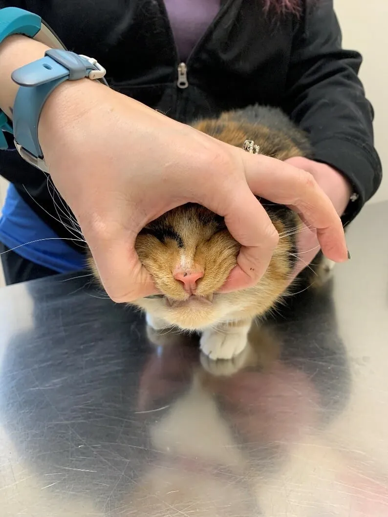 如何轻松给猫咪喂药?步骤详解与常见误区