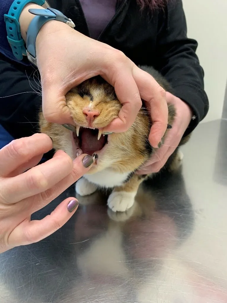 如何轻松给猫咪喂药?步骤详解与常见误区