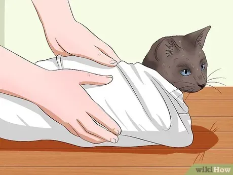 如何轻松给猫咪喂药?步骤详解与常见误区