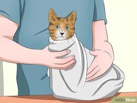 如何轻松给猫咪喂药?步骤详解与常见误区