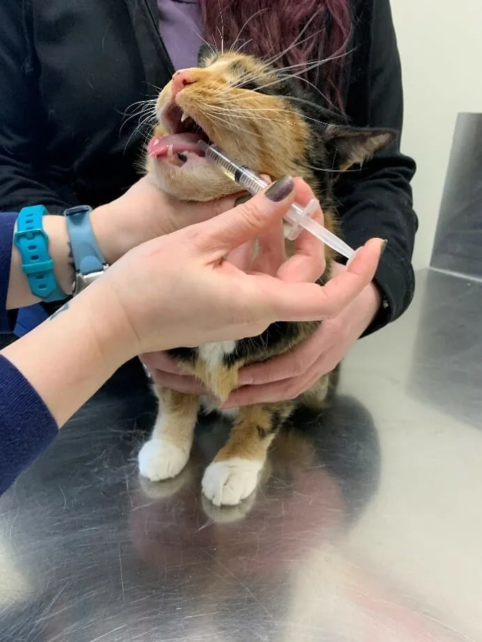 如何轻松给猫咪喂药?步骤详解与常见误区