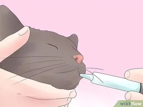 如何轻松给猫咪喂药?步骤详解与常见误区